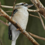 3D近五百期开奖走势图全面解析与历史数据汇总 4uc9v