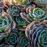 202502期开奖直播全程同步高清放送 s015q4